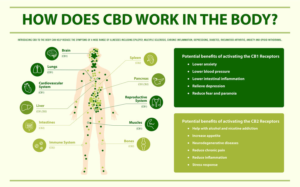 Unlocking Wellness: Exploring the Effects of CBD on CB1 and CB2 Receptors and Their Potential Benefits