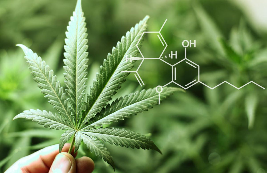 9 Little-known Facts About CBD